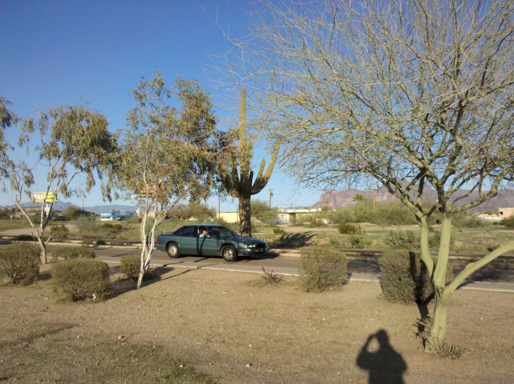 Saguara Cactus and Verde trees in Apache Junction, AZ
