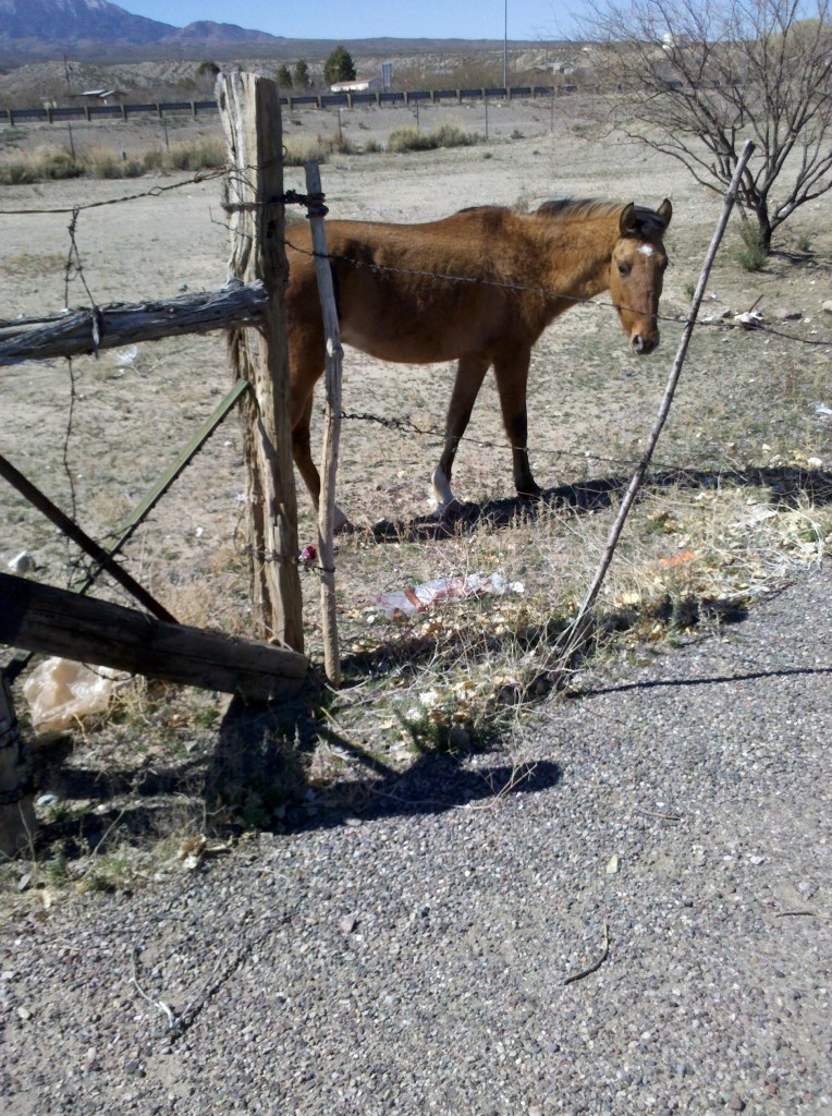 Horse at rest stop in Bylas, AZ