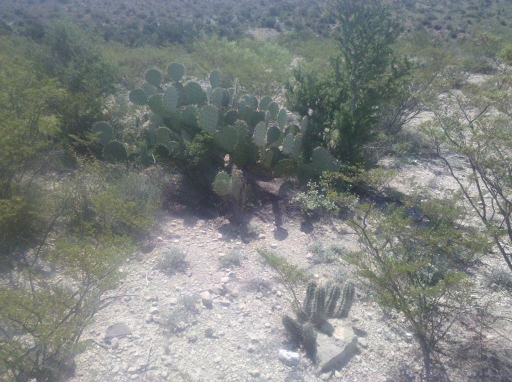 Prickly pear and baby barrel cactus along US90 near Dryden, TX.  This was one of our last rest stops of the day.