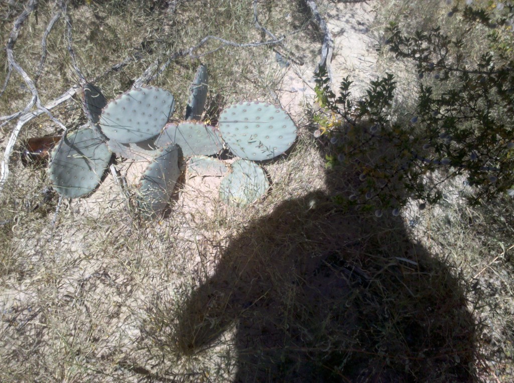 Prickly pear cacti along TX 192.  I thought we might not see many after this, but fortunately we did! :)