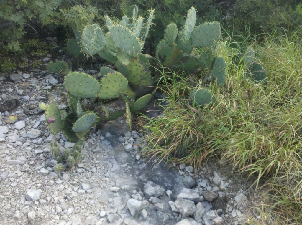 Prickly pear cactus photo #1 of the day.