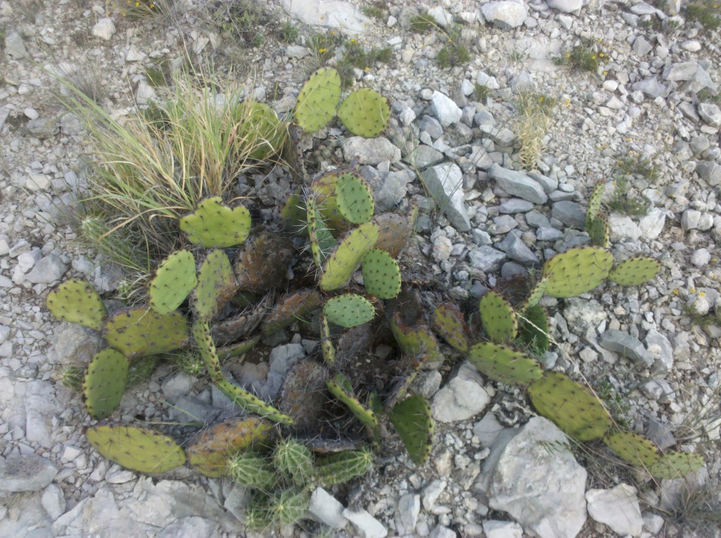 Prickly pear cactus photo #2 of the day.  Mark thinks these may be of the Teddy Bear variety and he may be right about that.