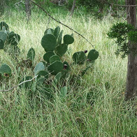 Prickly pear cactus on Farm Road 470 at one of our last rest stops of the day.  You didn't really think I wasn't going to post some pictures of cactus plants, did you? :)