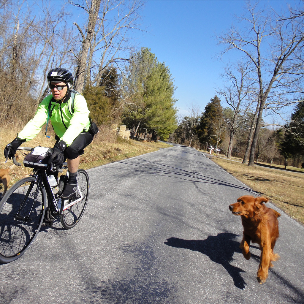 We got chased 6 or 8 times today.  After a while I gave up trying to outrun them - you can't!  According to Mark, a young dog can run 25 mph, which is really hard for us to do, especially riding into the wind.