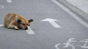 Dog waiting for bicyclists