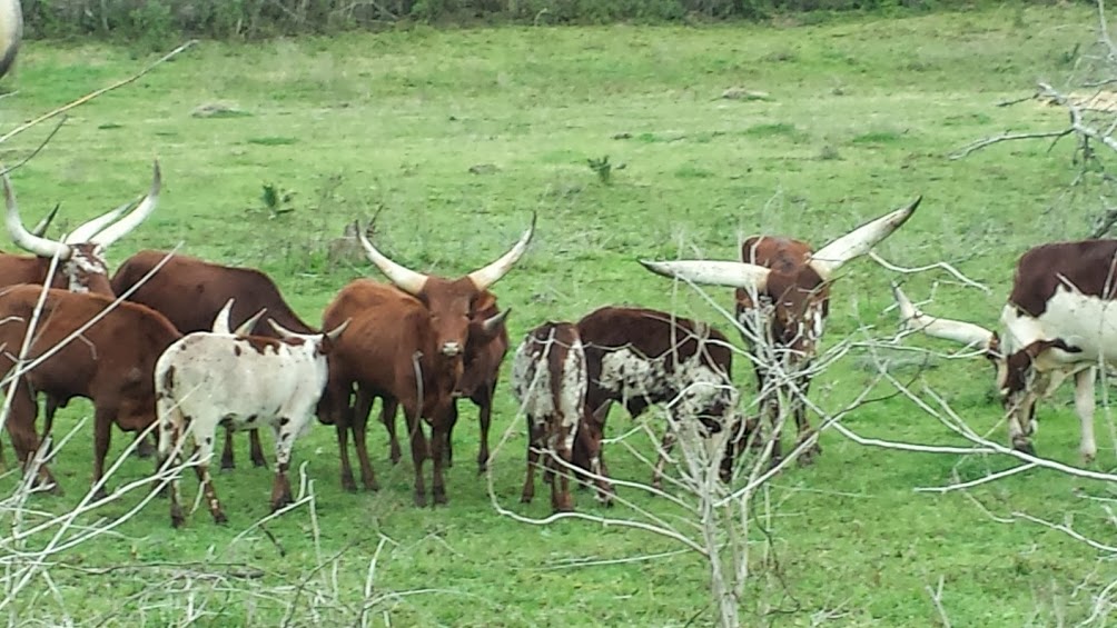 Texas Longhorn steer in ranch along Texas 105.