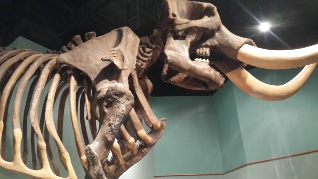 Skeleton of a Mastadon in the Museum of Florida History.