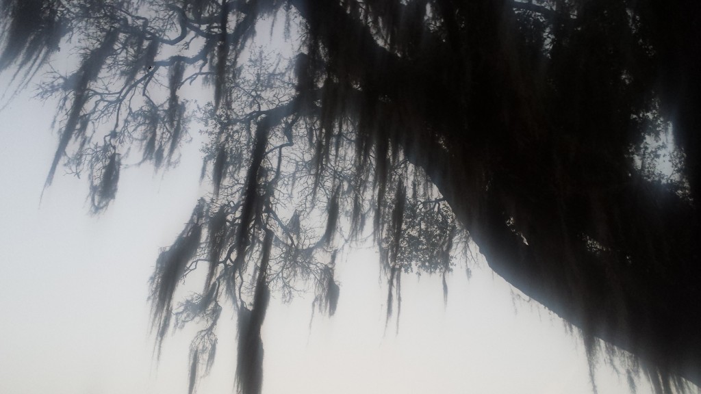 Live Oak with Spanish Moss in downtown Madison, FL.