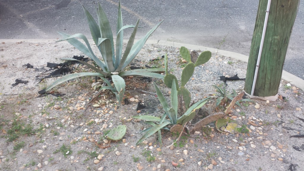 Prickly pear and agave plant in downtown Madison, FL. I just could not pass up this photo op!